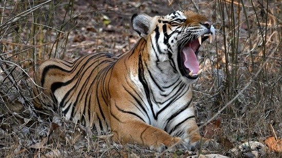 Tigers were native to this region but vanished in 1940 (representational image) (PTI) Tigers were native to this region but vanished in 1940 (representational image) (PTI)