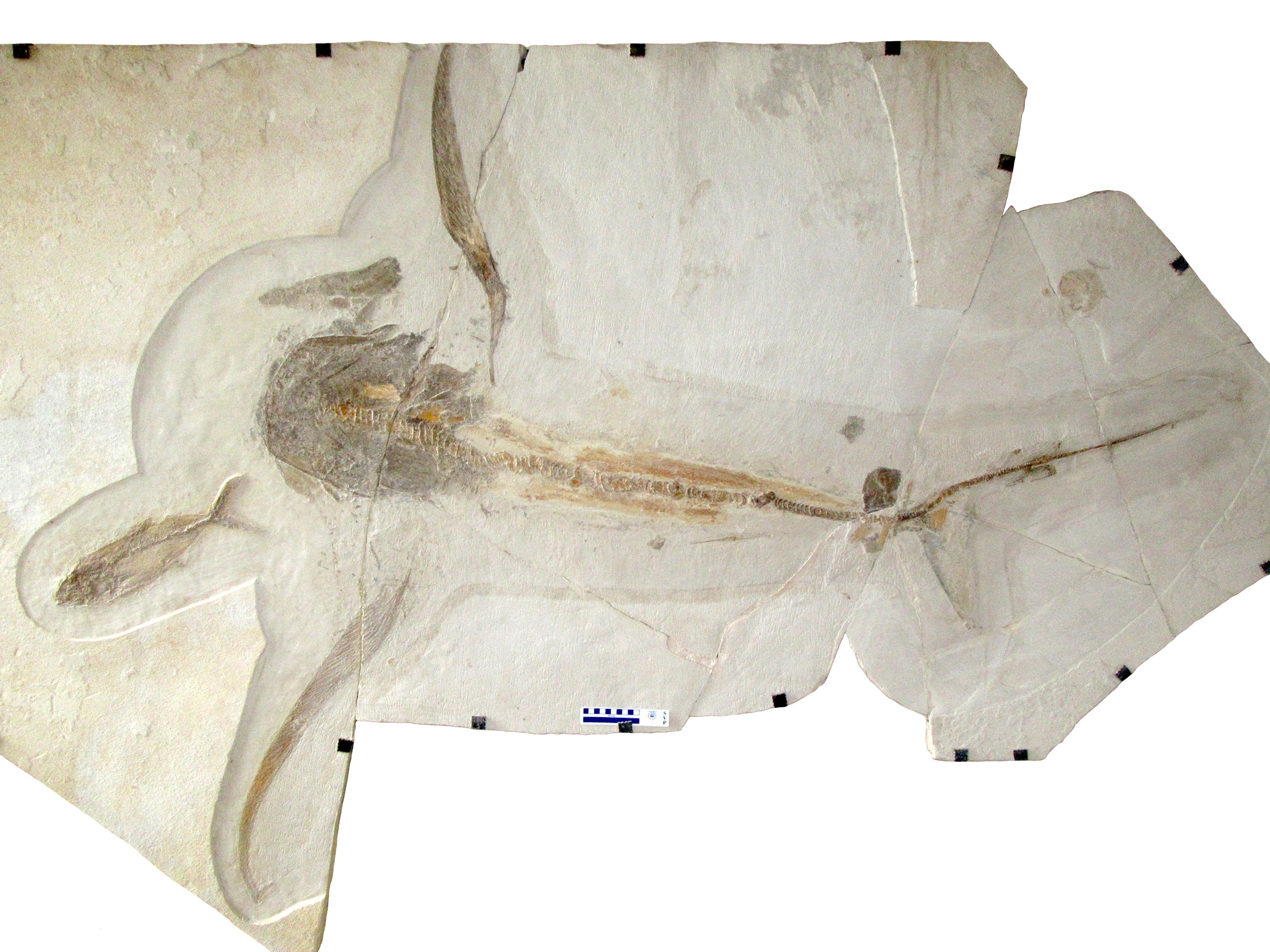 The fossil of the unusual shark Aquilolamna milarcae, which lived during the Cretaceous Period. (via REUTERS)