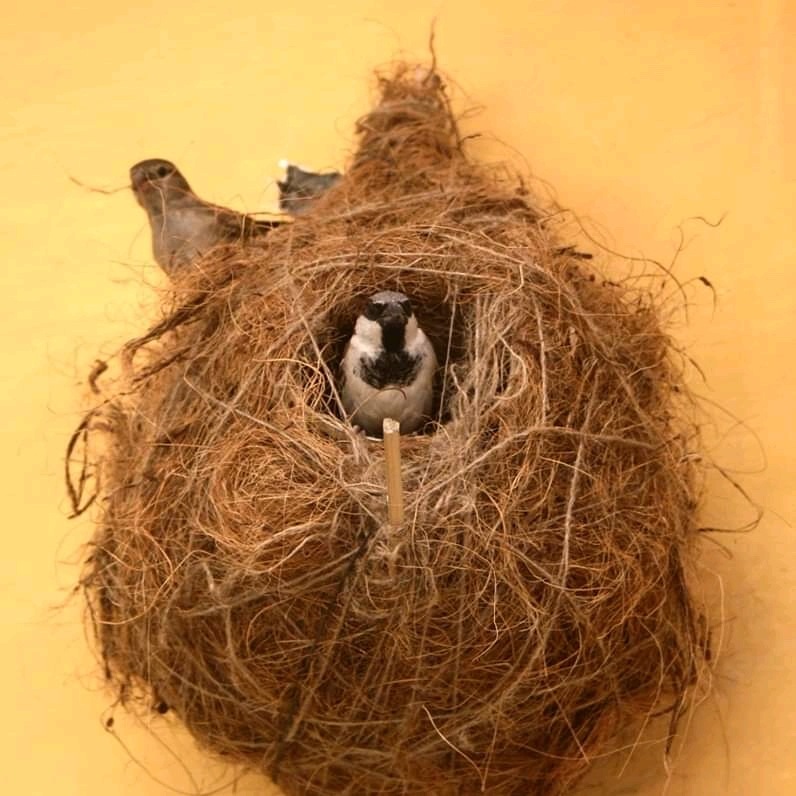 Les amateurs d'oiseaux disent que de simples nids faits à la main peuvent aider à restaurer les habitats perdus pour le moineau.