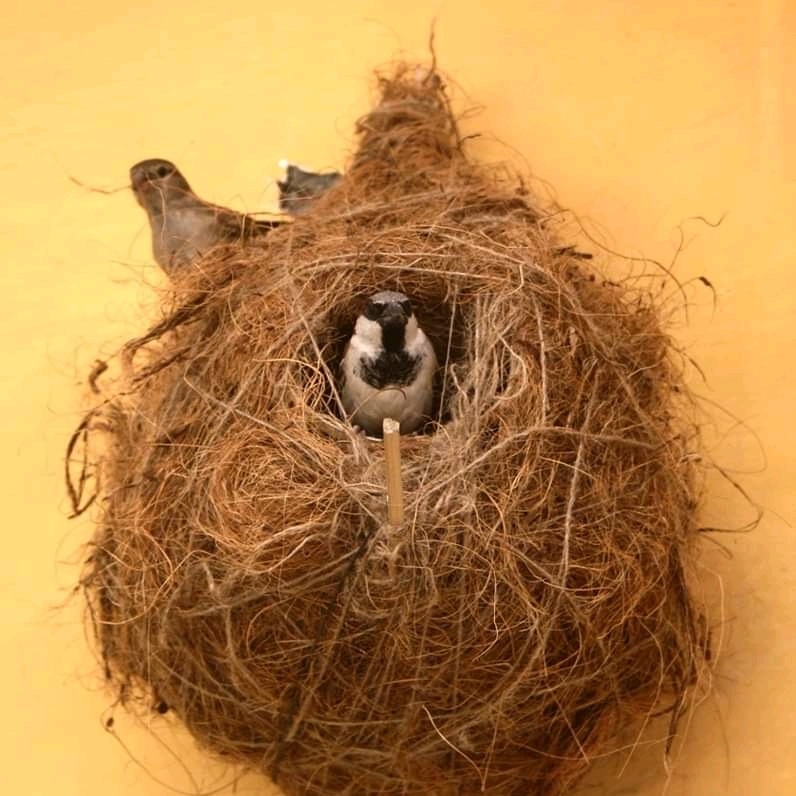 Bird lovers say simple handmade nests can help restore lost habitats for the sparrow. Bird lovers say simple handmade nests can help restore lost habitats for the sparrow.
