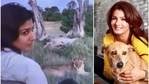 Raveena Tandon shared the video on the occasion of International Forest Day. Raveena Tandon shared the video on the occasion of International Forest Day.