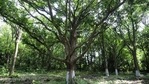 According to UN, forests have more than 60,000 tree species and are also home to about 80 per cent of the world’s terrestrial biodiversity.