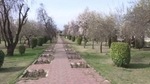 J-K's historic Badamwari garden open for visitors(ANI) J-K's historic Badamwari garden open for visitors(ANI)