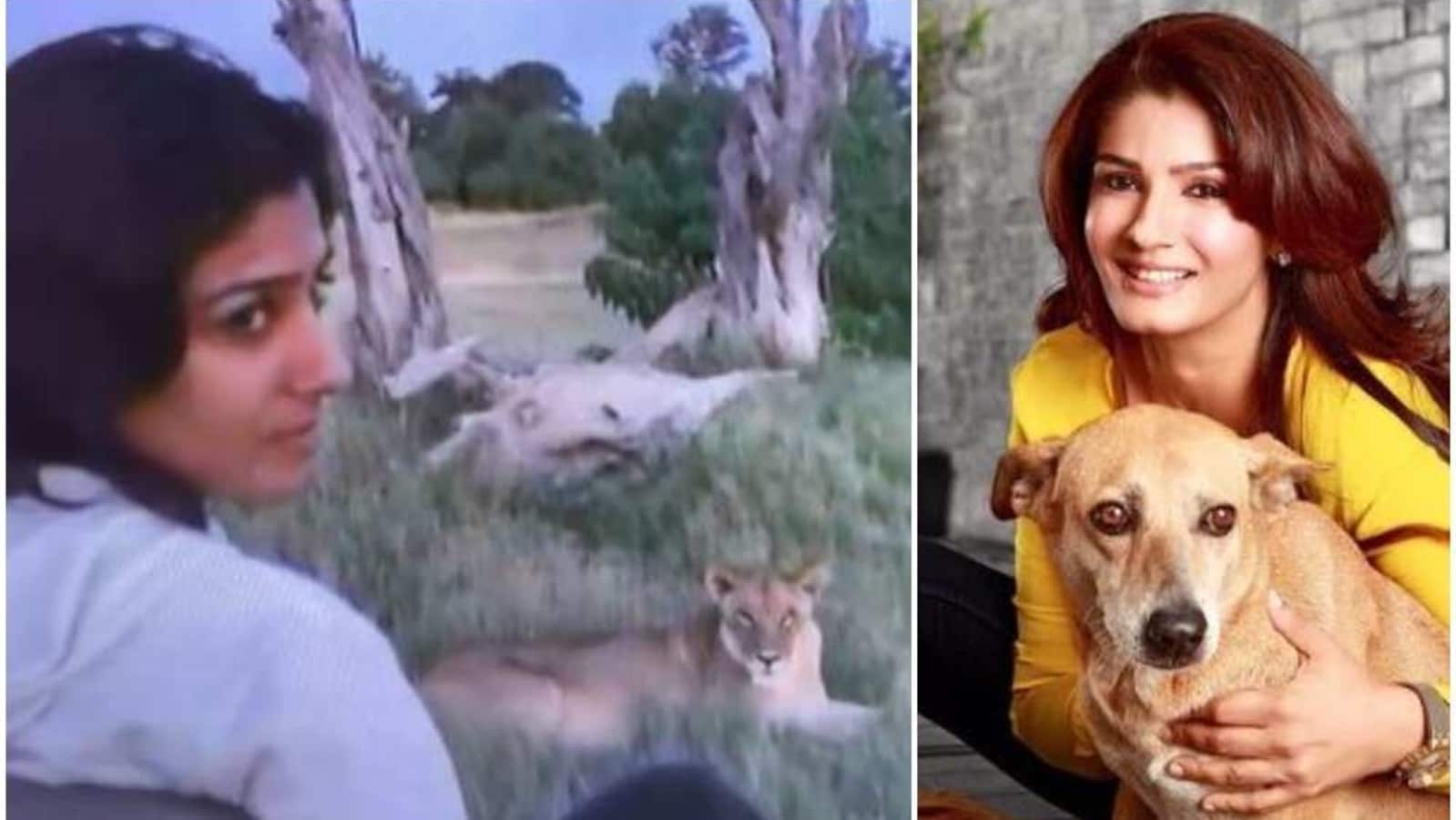 Raveena Tandon’s close encounter with lionesses in Botswana comeback video: ‘I didn’t have time to jump’, watch