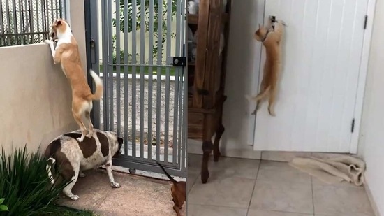 The image shows the pets helping each other.