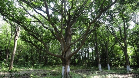 According to UN, forests have more than 60,000 tree species and are also home to about 80 per cent of the world’s terrestrial biodiversity.