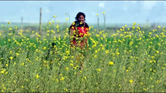 A mustard field. (ht photo) A mustard field. (ht photo)