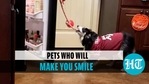 Sweet animal videos Sweet animal videos