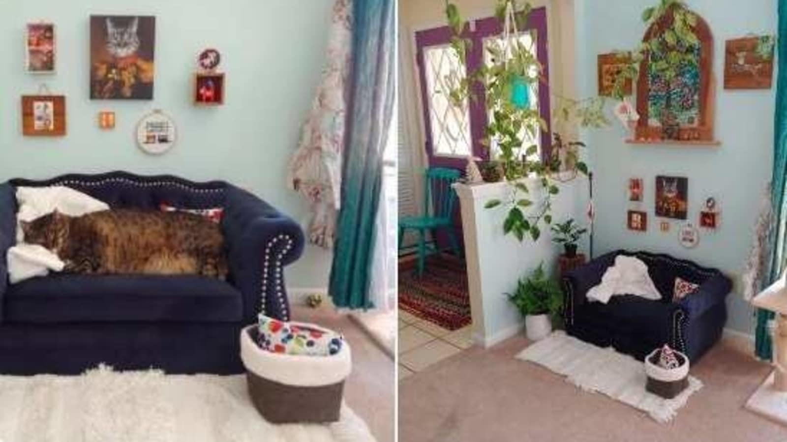 cat living room ideas