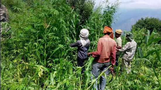 Cannabis plants in Kullu district. After two decades of debate, the hill state will draw up a policy for the cultivation of cannabis, which is otherwise exploited for making narcotics. (Aqil Khan /HT)