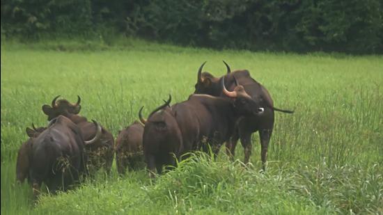 Felicitations for investigating violations of Wildlife Protection Act will involve issuing tokens of appreciation. (HT FILE) Felicitations for investigating violations of Wildlife Protection Act will involve issuing tokens of appreciation. (HT FILE)
