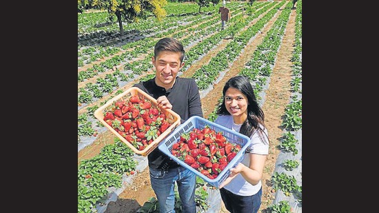 Parth and Vritti Narula showing off their strawberry harvest at their farm in New Chandigarh. (Ravi Kumar/HT)
