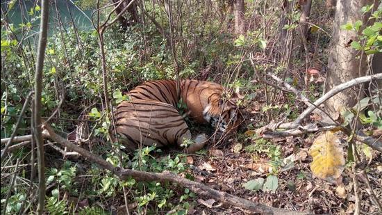 The carcass of the tiger recovered from Kishanpur sanctuary on Sunday evening. (HT PHOTO)