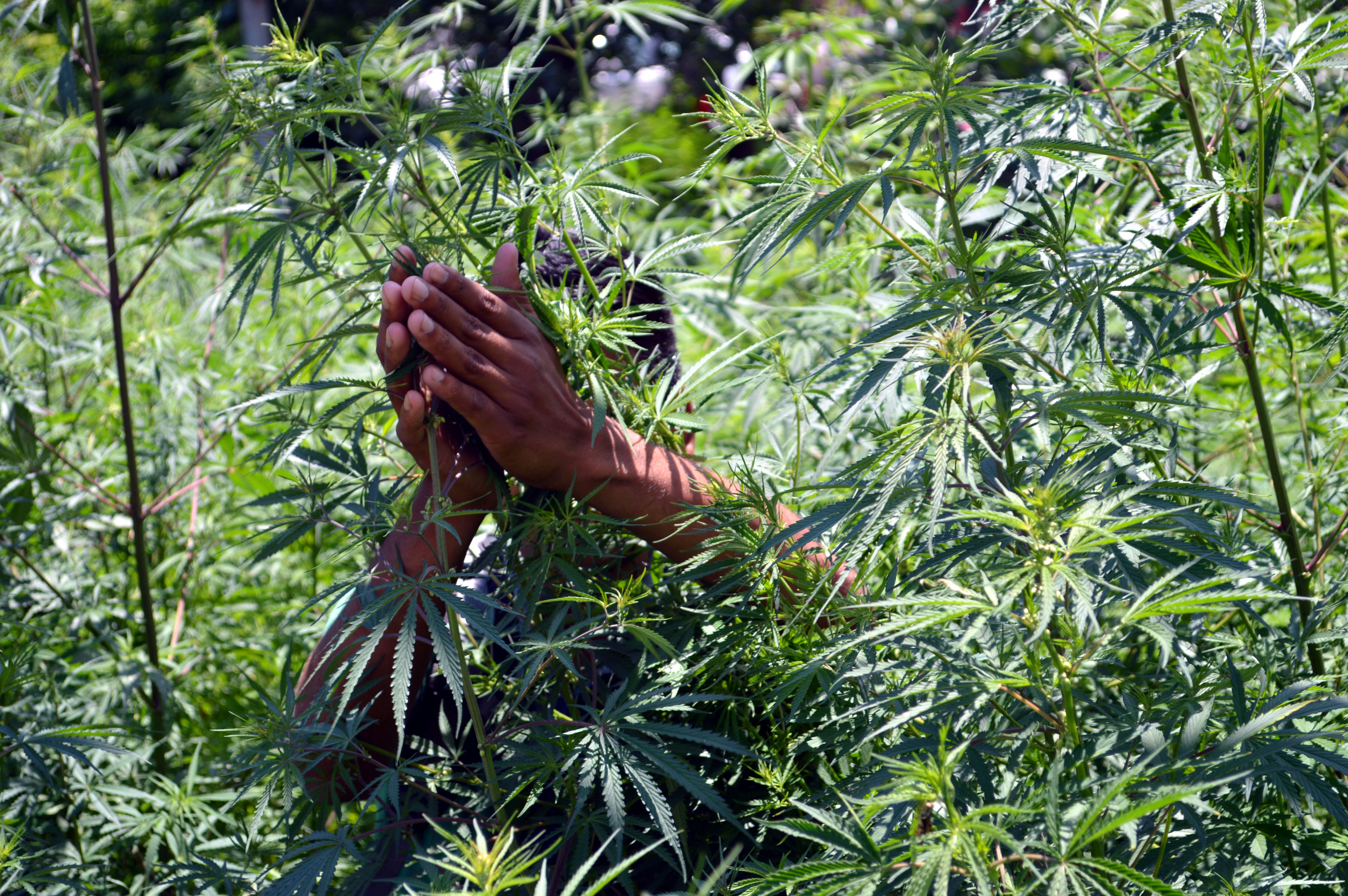 In the remote regions of Kullu district, hybrid hemp is sown clandestinely by foreigners to extract high-quality charas, which is sold at exorbitant prices abroad and at key destinations in India. (Aqil khan/HT) In the remote regions of Kullu district, hybrid hemp is sown clandestinely by foreigners to extract high-quality charas, which is sold at exorbitant prices abroad and at key destinations in India. (Aqil khan/HT)