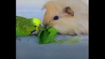 The image shows a little bird and a guinea pig. The image shows a little bird and a guinea pig.