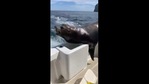 The sea lion jumped on the boat in search of more fish. (Twitter/@TomBoadle) The sea lion jumped on the boat in search of more fish. (Twitter/@TomBoadle)