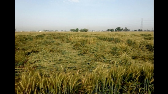 According to farmers, the untimely rain, accompanied by strong winds, have flattened the standing crops in several parts of Kaithal, Kurukshetra, Yamunanagar and Karnal districts. (HT FILE) According to farmers, the untimely rain, accompanied by strong winds, have flattened the standing crops in several parts of Kaithal, Kurukshetra, Yamunanagar and Karnal districts. (HT FILE)