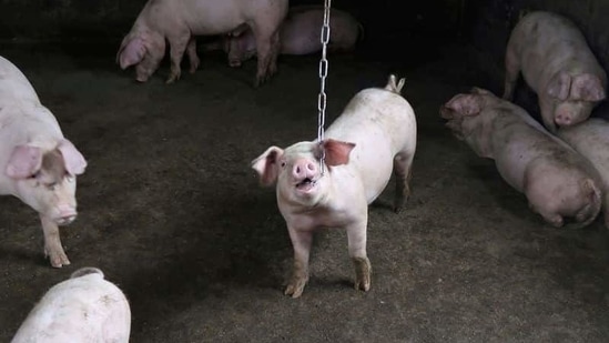 FILE PHOTO: Pigs are seen at a backyard farm on the outskirts of Harbin, Heilongjiang province, China September 5, 2018. REUTERS/Hallie Gu (REUTERS)