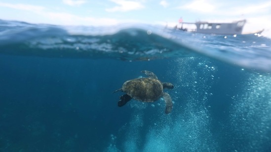 A turtle swims after an ocean cleaning by Sea Shepherd NGO volunteers to remove garbage at Ancora island in Buzios, Rio de Janeiro state, Brazil.(Reuters)