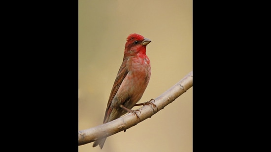 Rare Bird Alert News Map Lite Featherweight Champions: What It Takes To Map India's Birds | Travel -  Hindustan Times