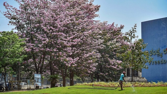 A worker waters the grass as the Tabebuia Rosea flowers bloom during the spring season, in Bengaluru, Friday, March 19, 2021. (PTI) A worker waters the grass as the Tabebuia Rosea flowers bloom during the spring season, in Bengaluru, Friday, March 19, 2021. (PTI)