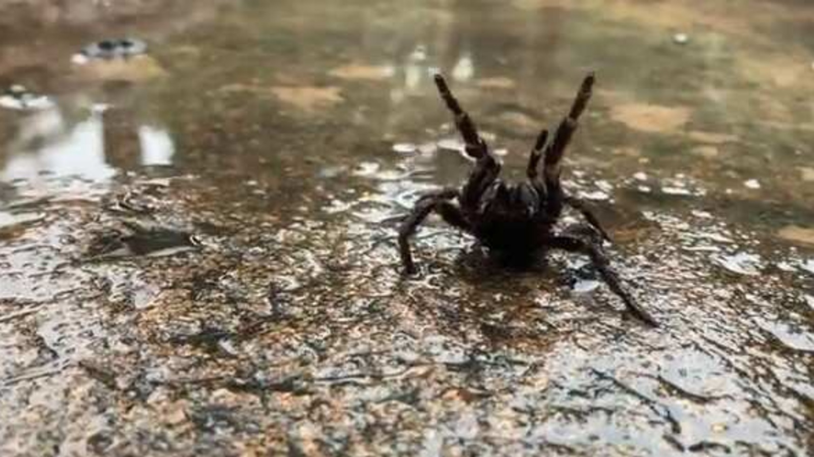 Funnel-web Spider Season is Here  Australian Reptile Park 