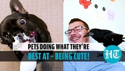 Animals being cute