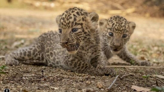 The image shows the leopard cubs.(Instagram/@wildlifesos)