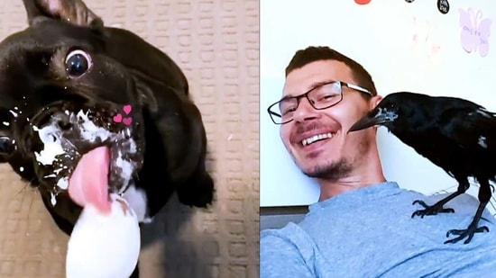 The images show the pets being all cute. The images show the pets being all cute.