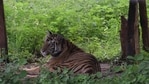 Tigress Sundari at the Satkosia tiger reserve in Odisha. (HT PHOTO)