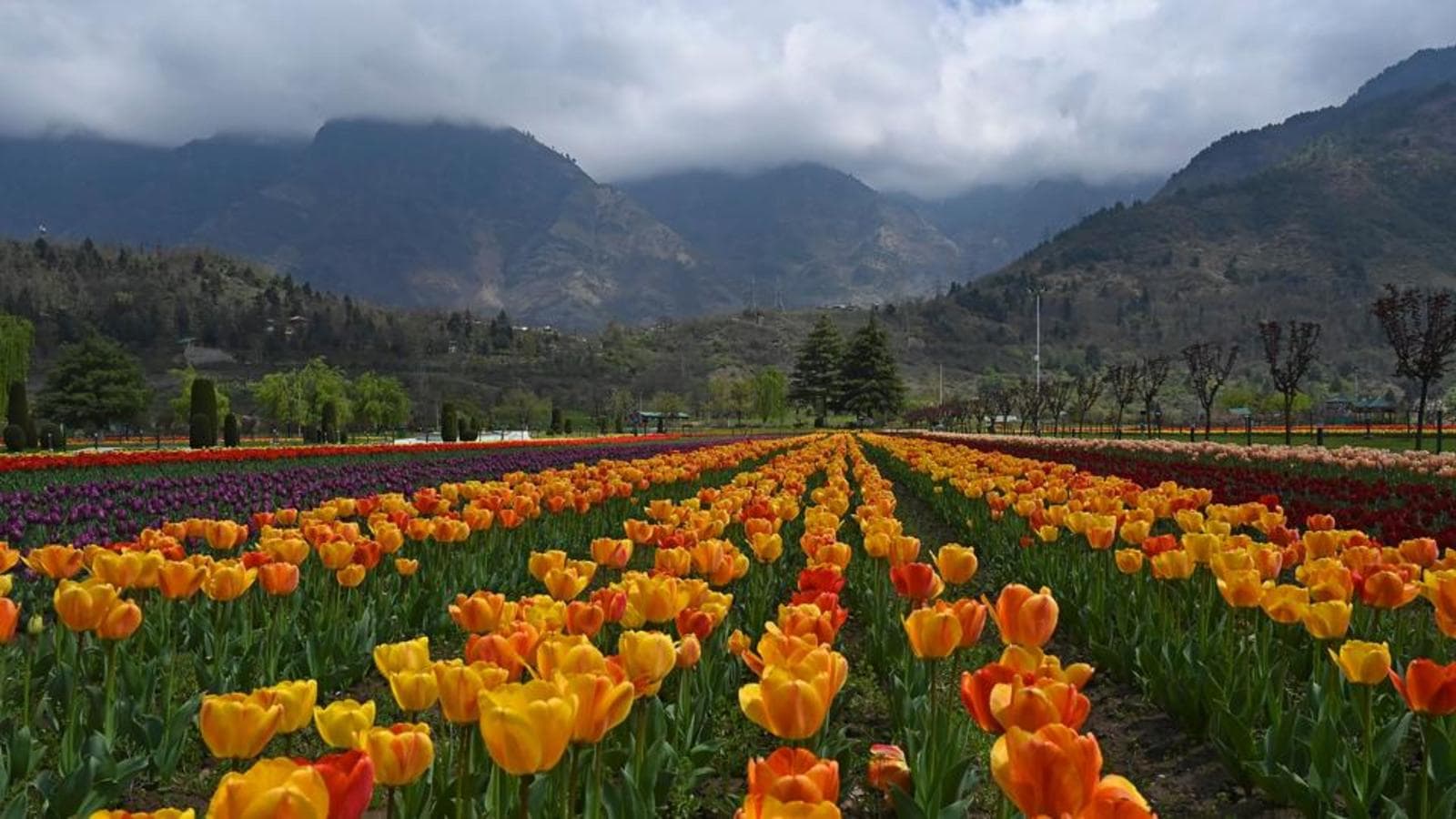 Kashmir’s tulip garden opens to visitors today Latest News India