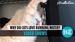 Cats and running water