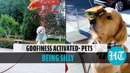 Pets being silly
