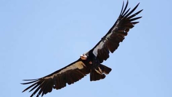 A California condor takes a flight. (AP) A California condor takes a flight. (AP)