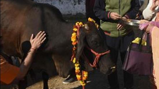 A cow being worshipped. A self-proclaimed godman was booked by Pune rural police for duping a farmer of ₹12 lakh under the guise of providing a solution to his burst drip irrigation pipelines and determine why his cows were not producing milk. (AFP (FOR REPRESENTATIONAL PURPOSE ONLY)) A cow being worshipped. A self-proclaimed godman was booked by Pune rural police for duping a farmer of ₹12 lakh under the guise of providing a solution to his burst drip irrigation pipelines and determine why his cows were not producing milk. (AFP (FOR REPRESENTATIONAL PURPOSE ONLY))