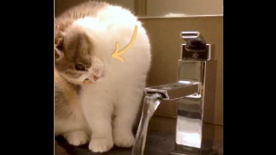 The image shows a curious cat looking at a running tap. The image shows a curious cat looking at a running tap.