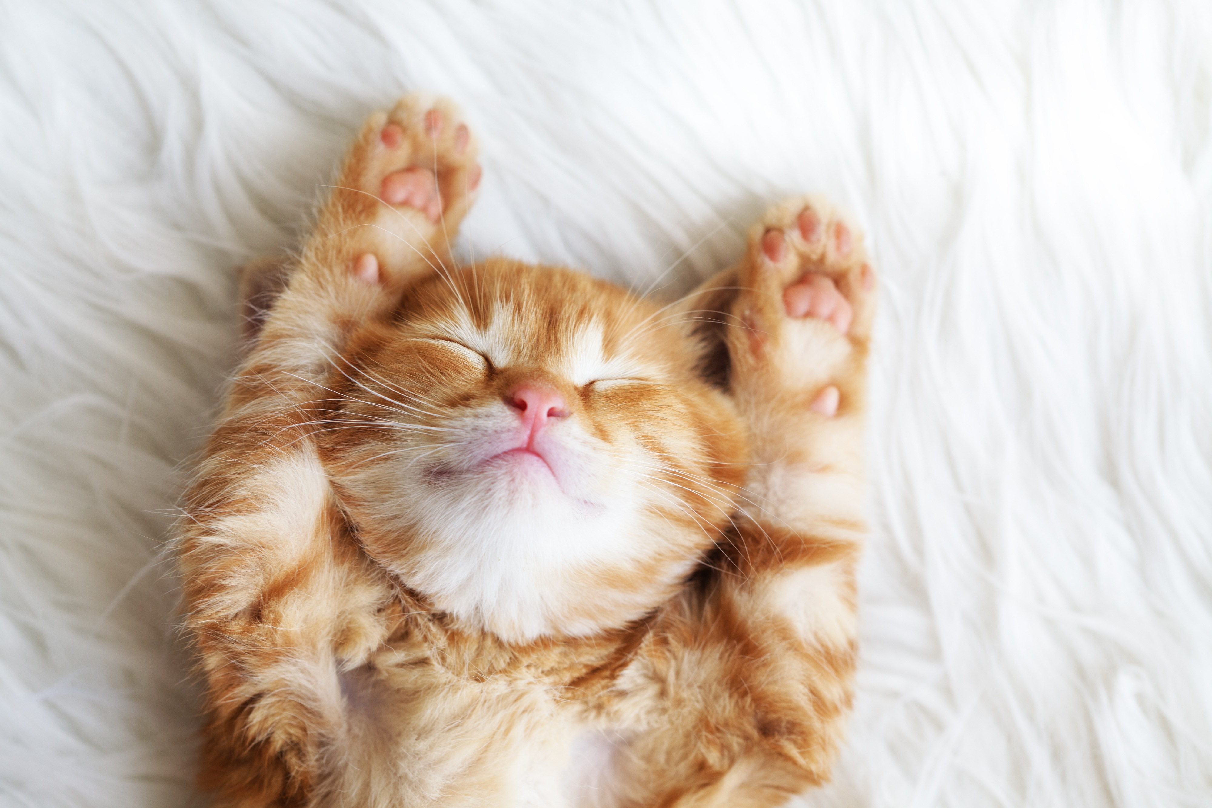 Giving paws for thought (Shutterstock) Giving paws for thought (Shutterstock)