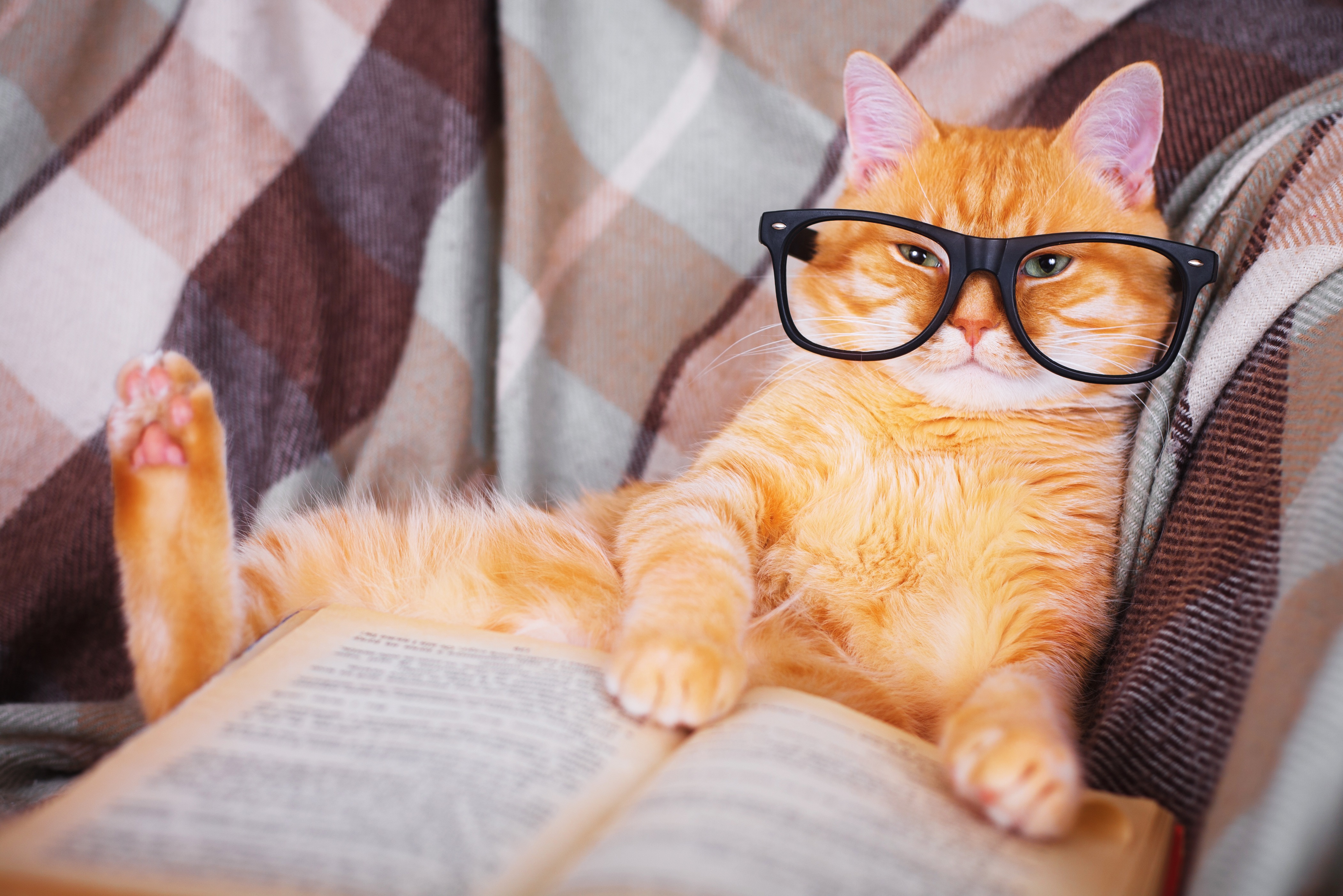Oh, wise one! (Shutterstock) Oh, wise one! (Shutterstock)