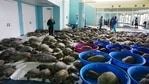 The photo shows thousands of Atlantic green sea turtles and Kemp's ridley sea turtles.(AP) The photo shows thousands of Atlantic green sea turtles and Kemp's ridley sea turtles.(AP)