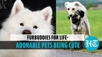 Cute silly pets Cute silly pets