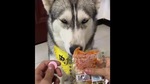 The image shows the doggo.(Reddit/@darthfastidious) The image shows the doggo.(Reddit/@darthfastidious)