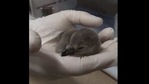The image shows CT the penguin as a chick.(Twitter/@oregonzoo) The image shows CT the penguin as a chick.(Twitter/@oregonzoo)