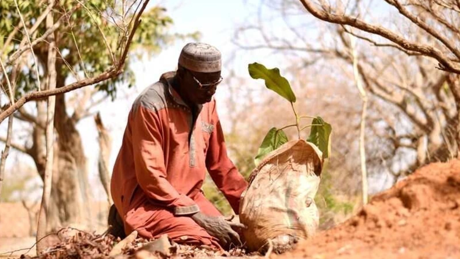 ‘Man who stopped the desert’: 70-year-old transforms barren land into forest