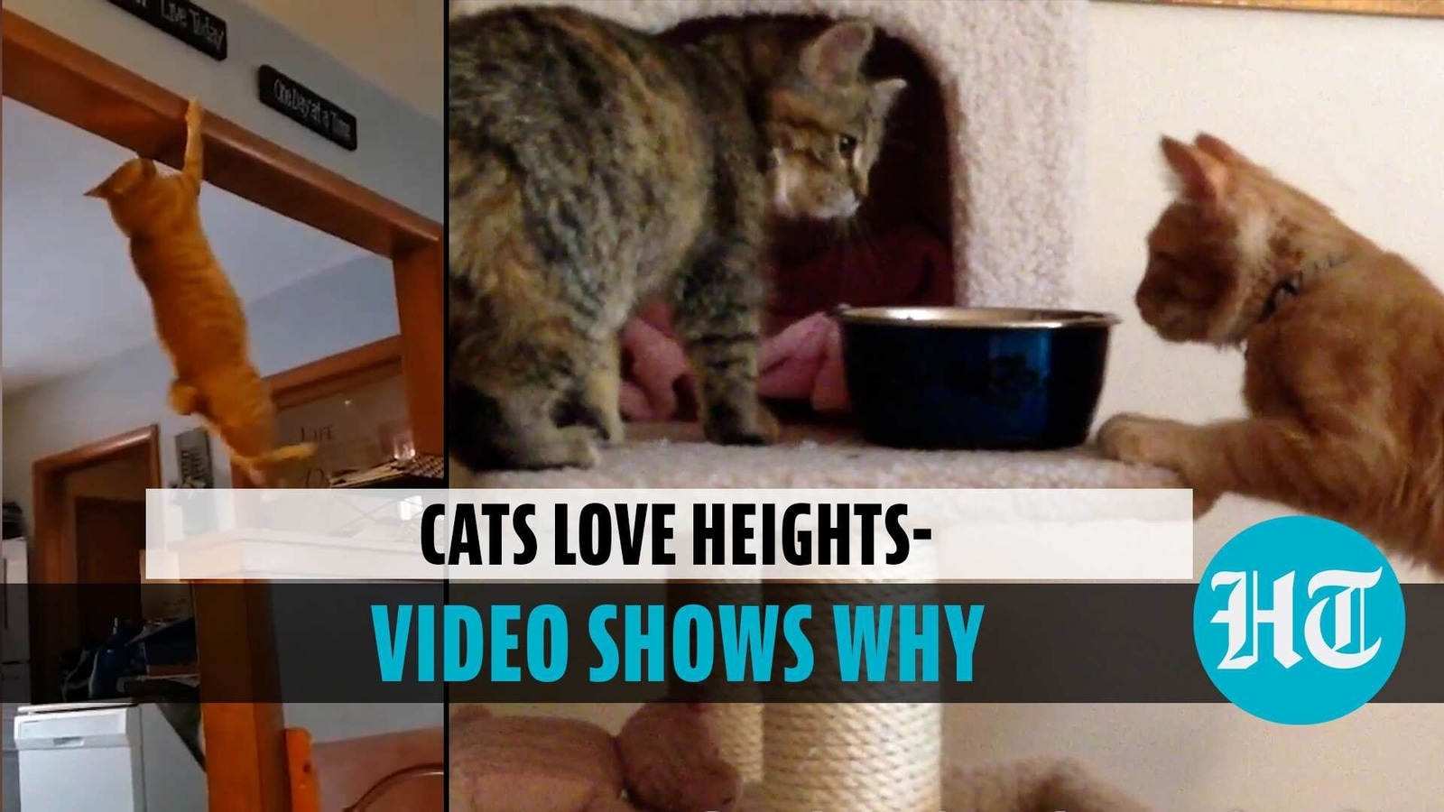 Wondered why cats love climbing? Here why Hindustan Times