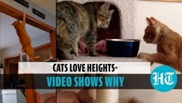 Cats love heights