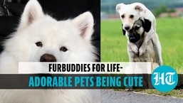 Cute silly pets