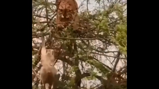 The image shows the tiger getting ready to attack the monkey. (Screengrab) The image shows the tiger getting ready to attack the monkey. (Screengrab)