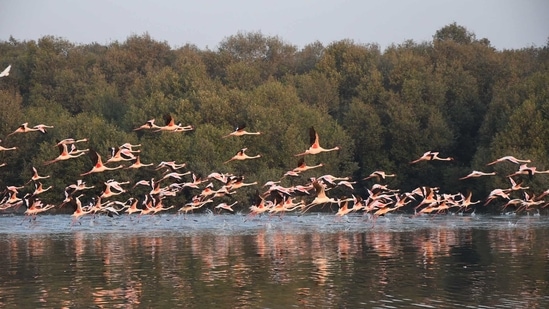 The state revenue and forest department announced that 1,387.39ha of mangroves land across 14 villages in Thane has been declared deemed forest land. (HT PHOTO)