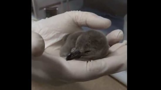 The image shows CT the penguin as a chick.(Twitter/@oregonzoo) The image shows CT the penguin as a chick.(Twitter/@oregonzoo)