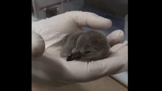 The image shows CT the penguin as a chick.(Twitter/@oregonzoo)